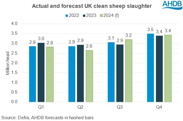 Graph showing UK clean sheep kill and 2024 forecast